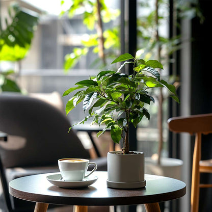 Coffea arabica - Koffieplant