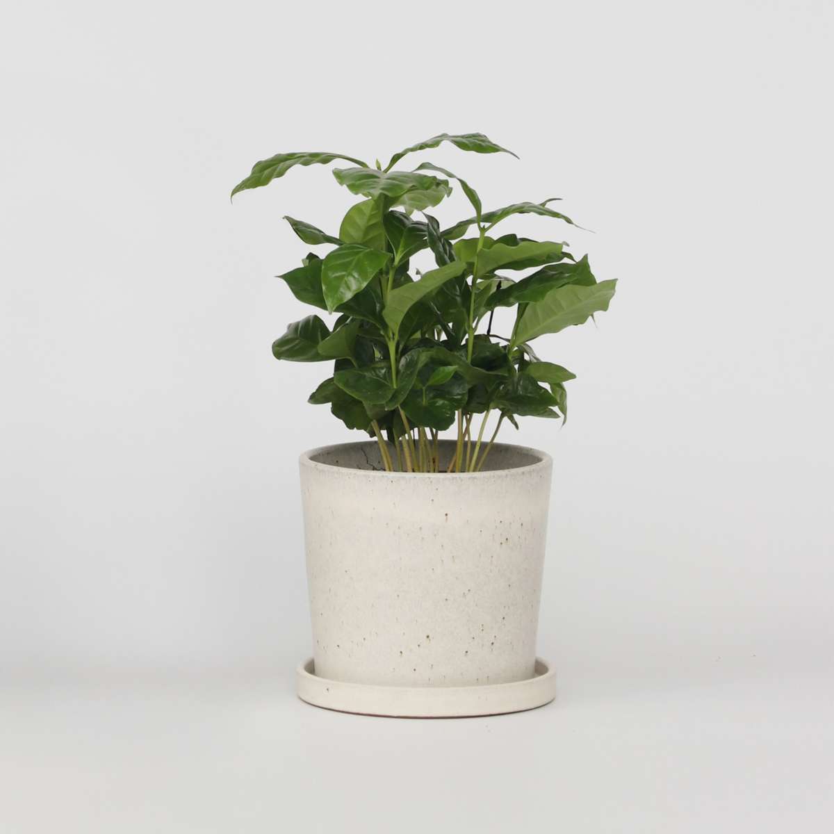 Coffea arabica - Koffieplant