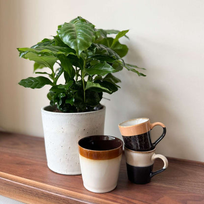 Coffea arabica - Koffieplant - Set van 2