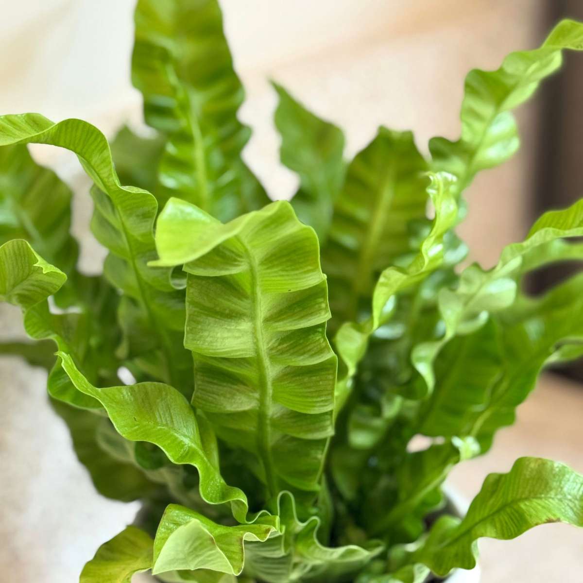 Asplenium nidus 'Crispy Wave' - Nestvaren