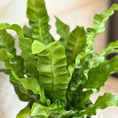 Asplenium nidus 'Crispy Wave' - Nestvaren