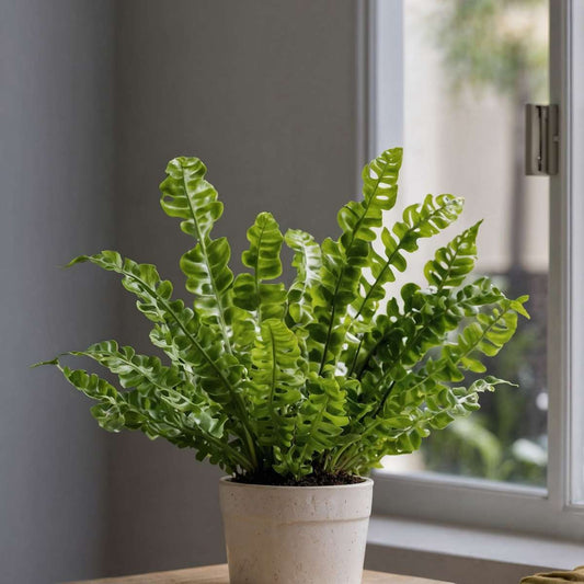 Asplenium nidus 'Crispy Wave' - Set van 2 - Nestvaren