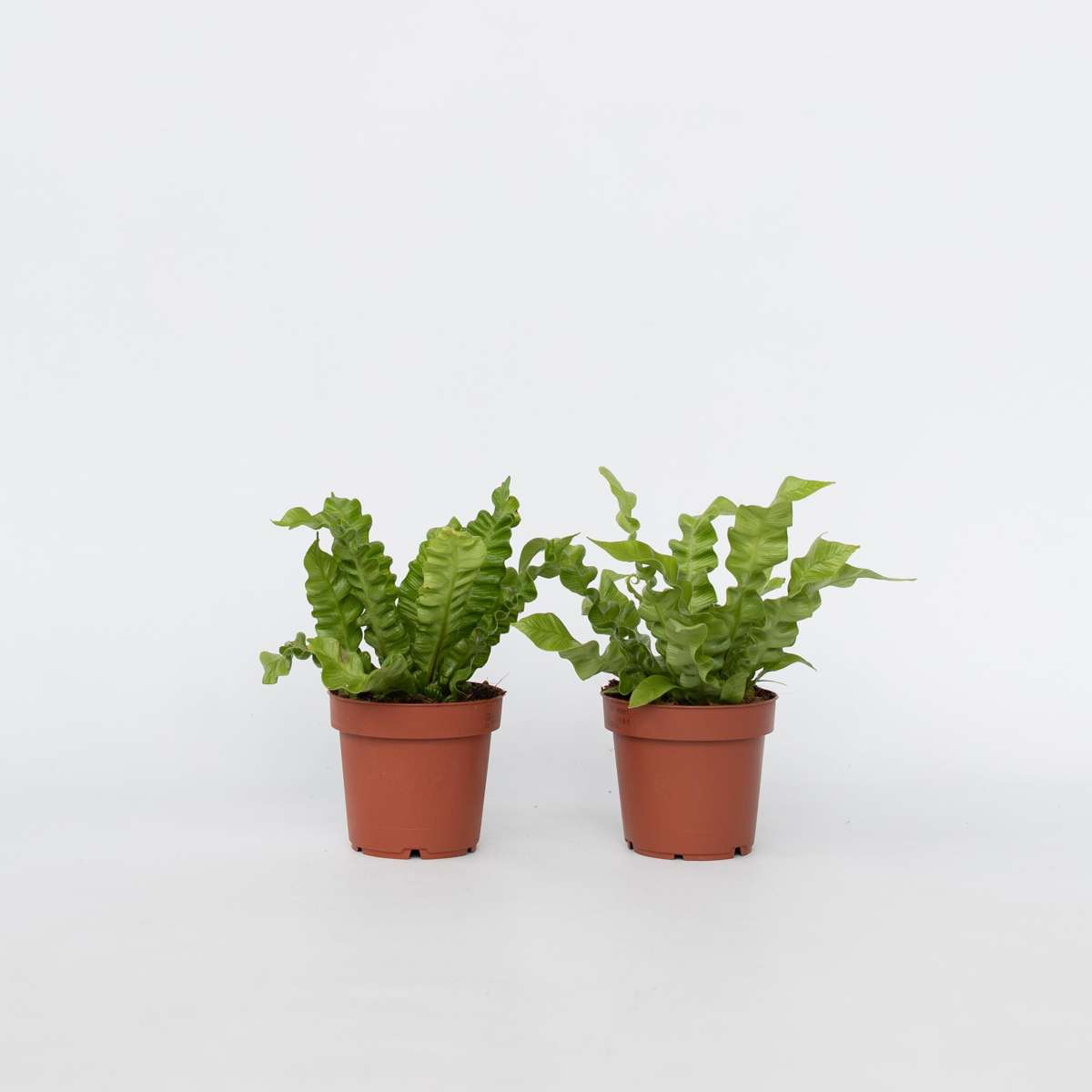 Asplenium nidus 'Crispy Wave' - Set van 2 - Nestvaren