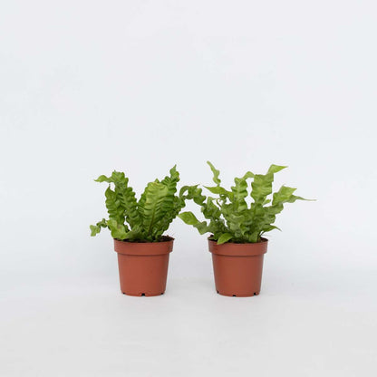 Asplenium nidus 'Crispy Wave' - Set van 2 - Nestvaren