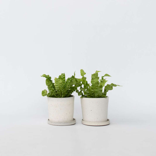 Asplenium nidus 'Crispy Wave' - Set van 2 - Nestvaren