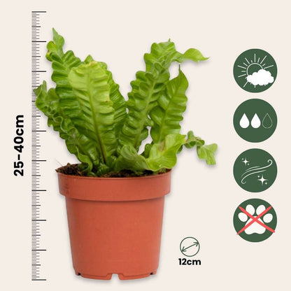 Asplenium nidus 'Crispy Wave' - Set van 2 - Nestvaren