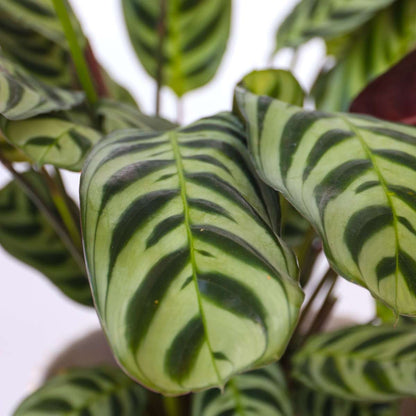 Ctenanthe 'gebedsplant' - Set van 4 - Burle-marxii