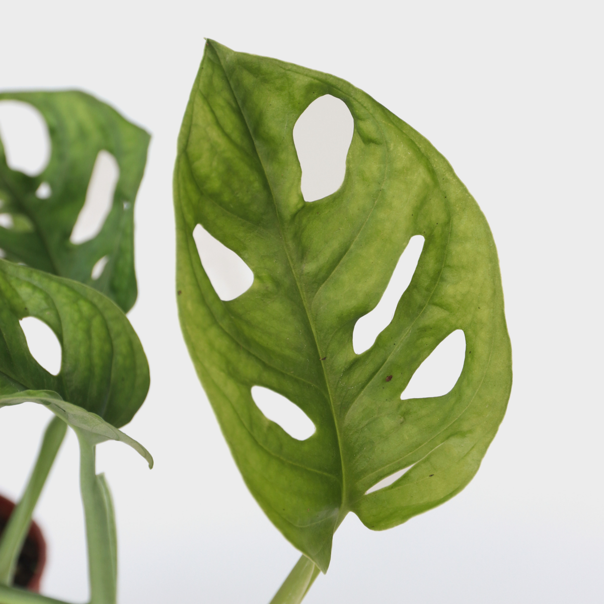 Monstera Monkey Mask - Rimpelgatenplant