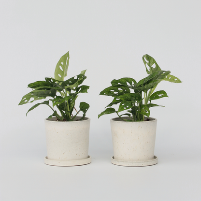 Monstera Monkey Mask - Set van 2 - Rimpelgatenplant