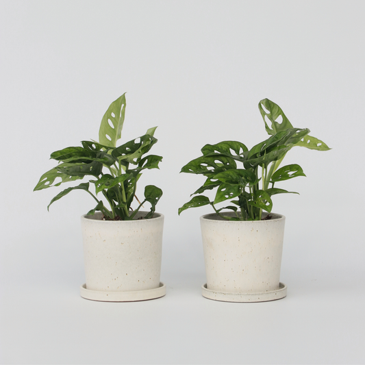 Monstera Monkey Mask - Set van 2 - Rimpelgatenplant