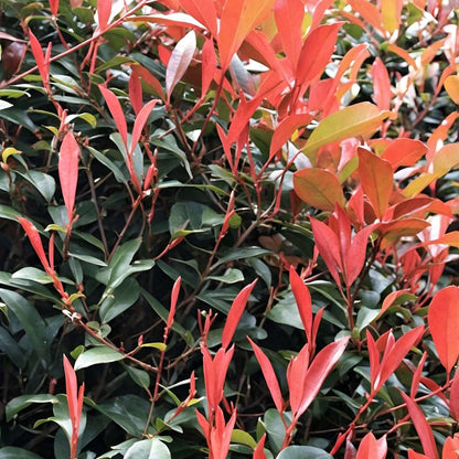 Photinia fraseri 'Red Robin' - Set van 2