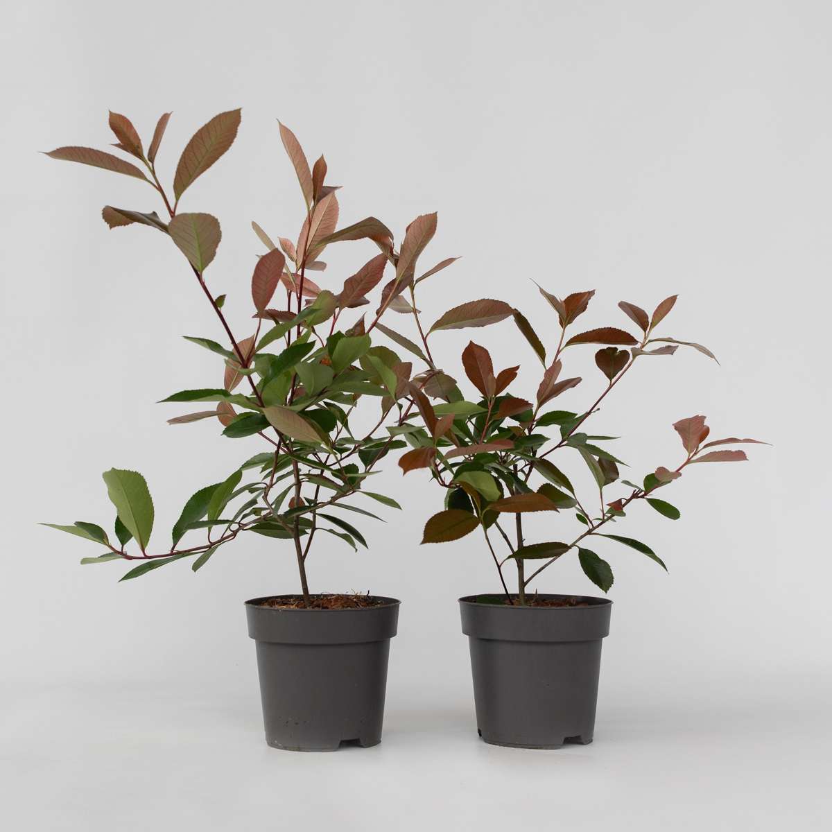 Photinia fraseri 'Red Robin' - Set van 2