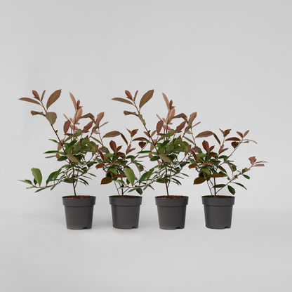 Photinia fraseri 'Red Robin' - Set van 4