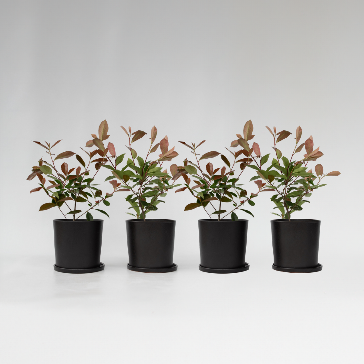 Photinia fraseri 'Red Robin' - Set van 4