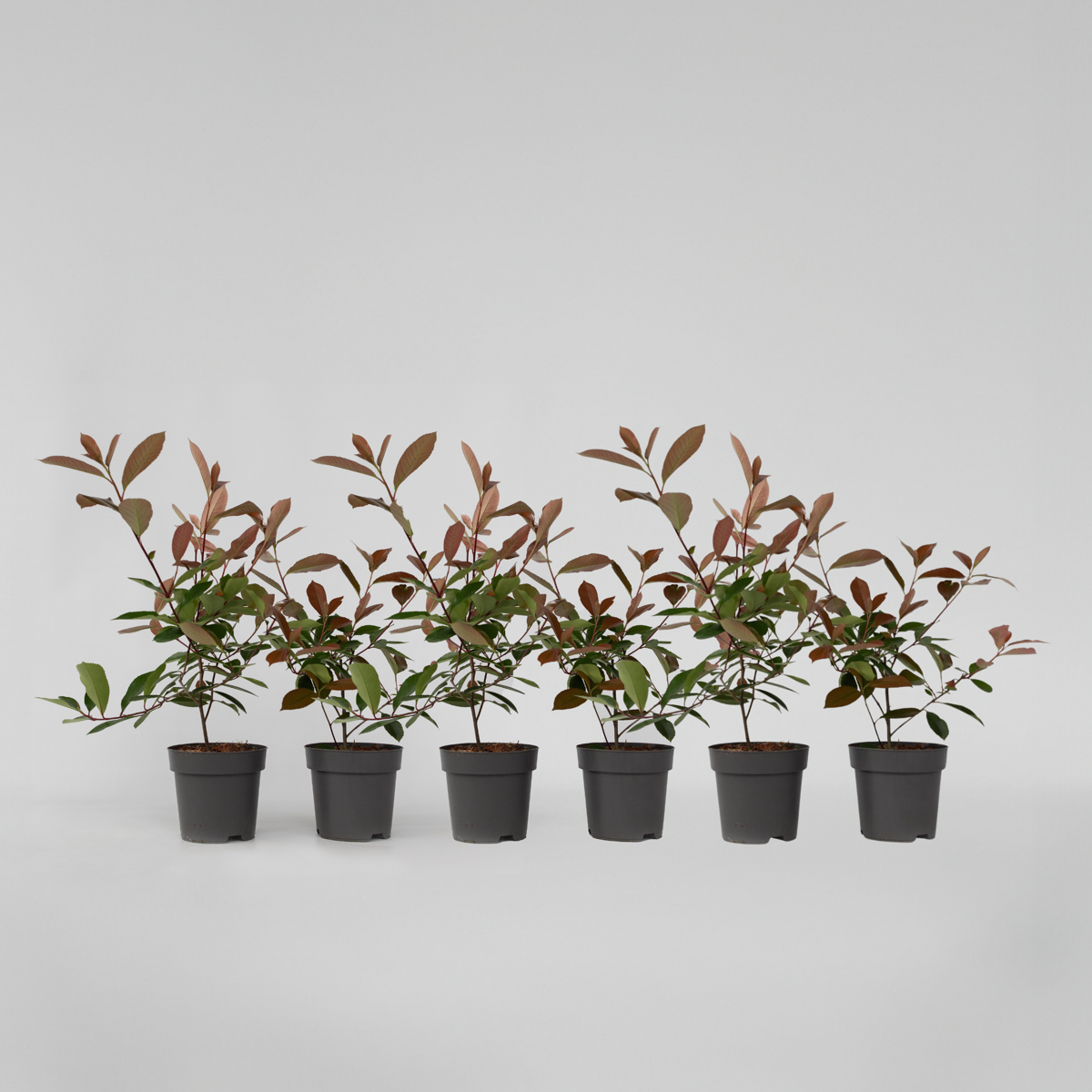 Photinia fraseri 'Red Robin' - Set van 6