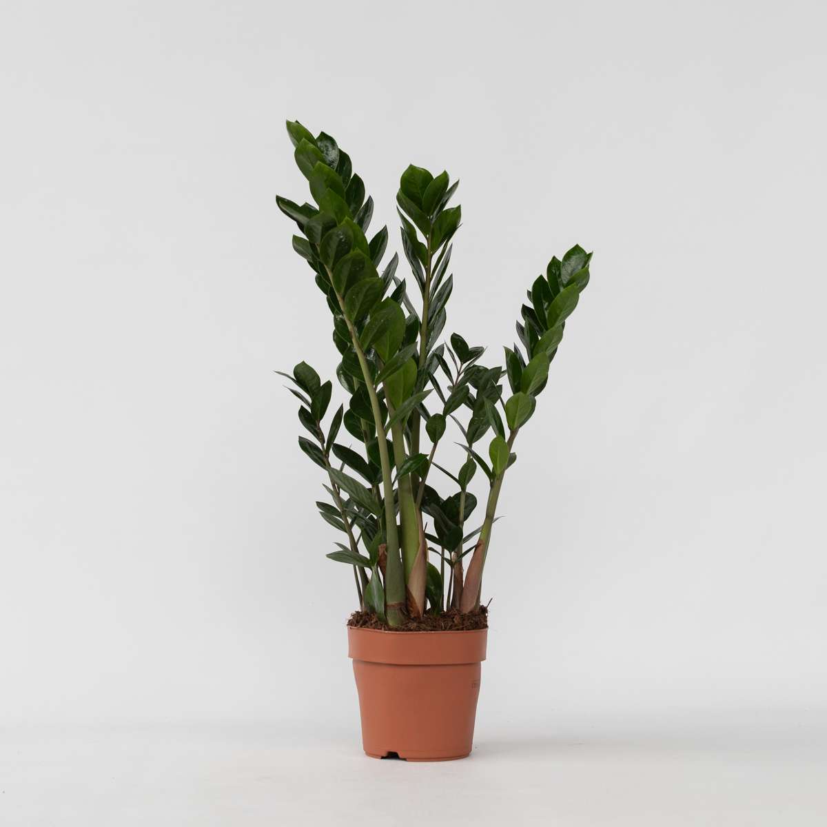 Zamioculcas Emerald