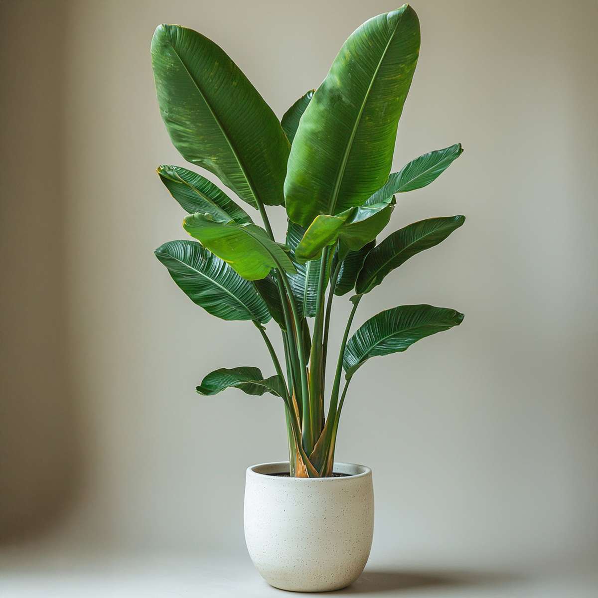 Strelitzia Nicolai - Paradijsvogelplant