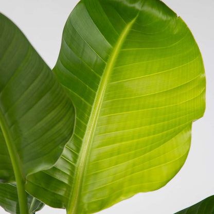 Strelitzia Nicolai - Set van 2