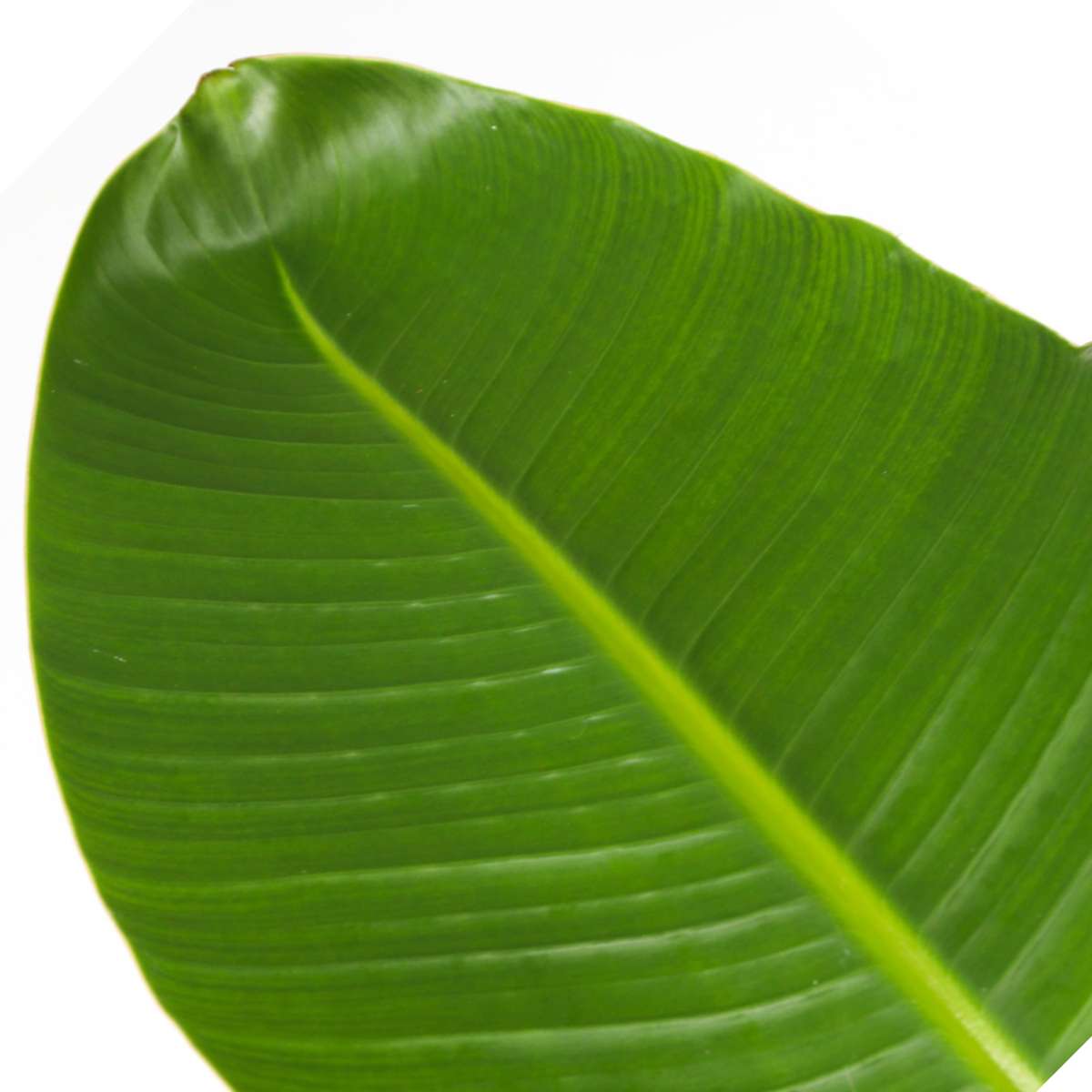 Strelitzia Nicolai - Set van 2