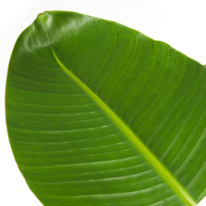 Strelitzia Nicolai - Set van 2