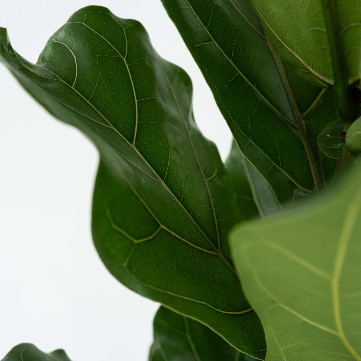 Ficus Lyrata - Vioolbladplant