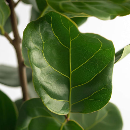Ficus Lyrata - Vioolbladplant