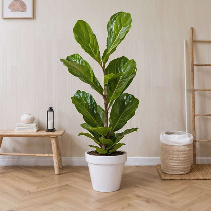 Ficus Lyrata - Set van 2 - Vioolbladplant