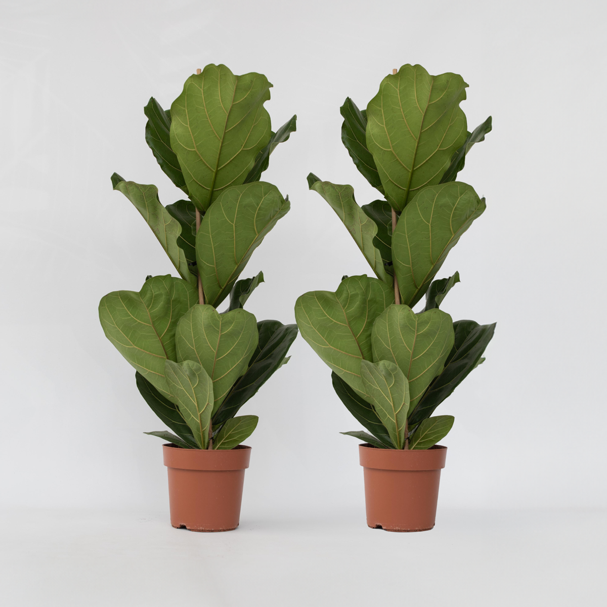 Ficus Lyrata - Set van 2 - Vioolbladplant