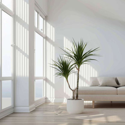 Dracaena marginata - Drakenbloedboom