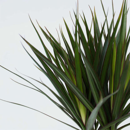 Dracaena marginata - Drakenbloedboom