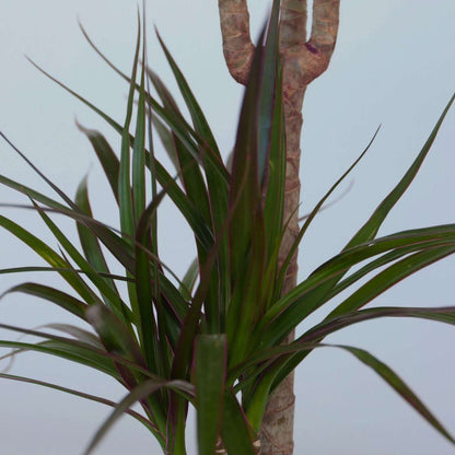 Dracaena marginata - Drakenbloedboom