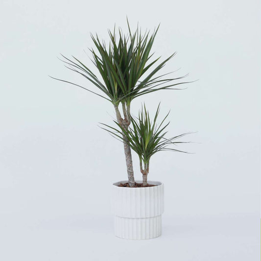 Dracaena marginata - Drakenbloedboom