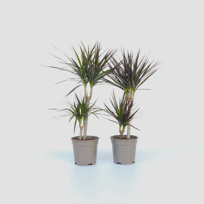 Dracaena marginata - Set van 4 - Drakenbloedboom