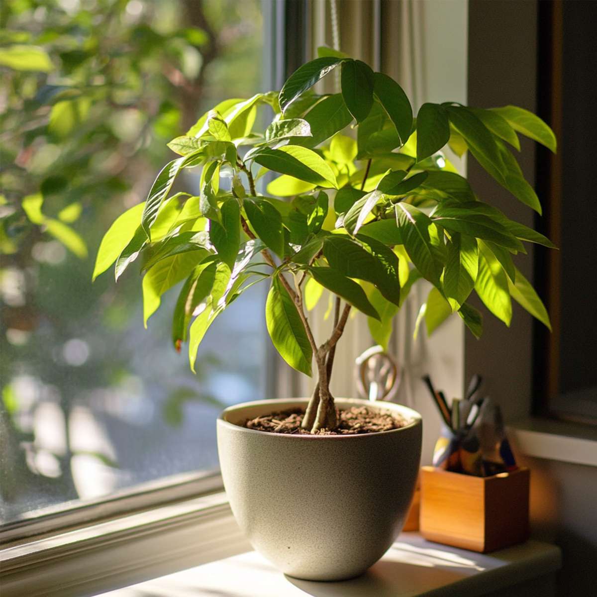 Pachira aquatica 'Geldboom'