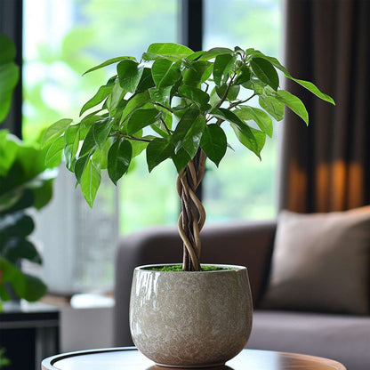 Pachira aquatica 'Geldboom' - Set van 2