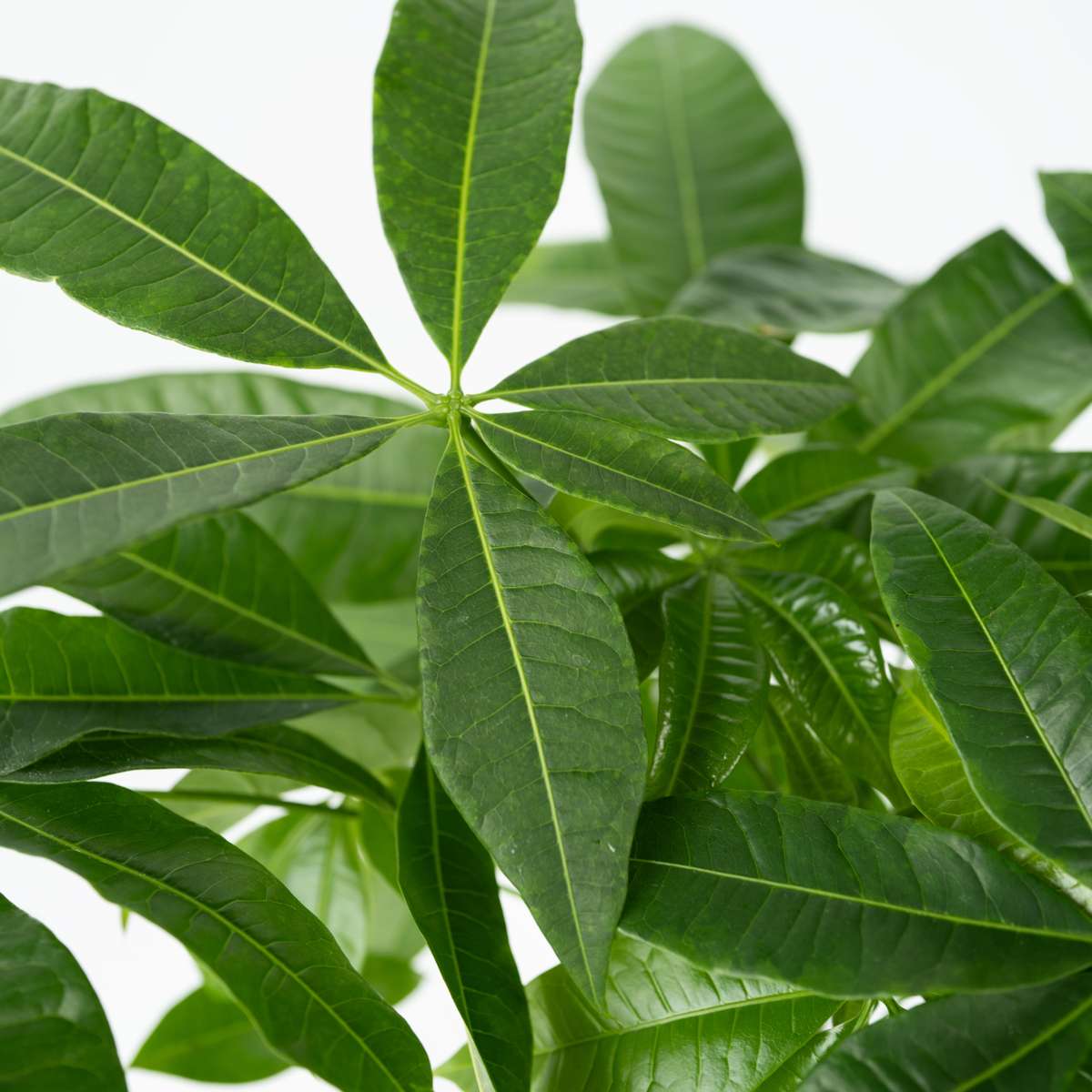 Pachira aquatica 'Geldboom' - Set van 2