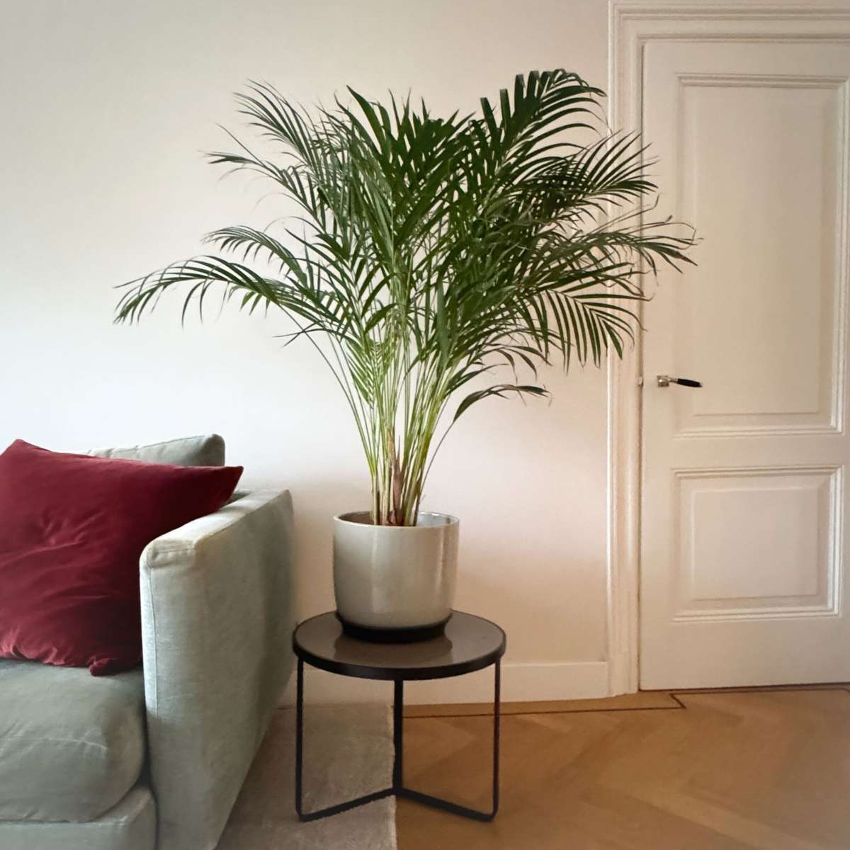 Dypsis Lutescens - Areca - Goudpalm
