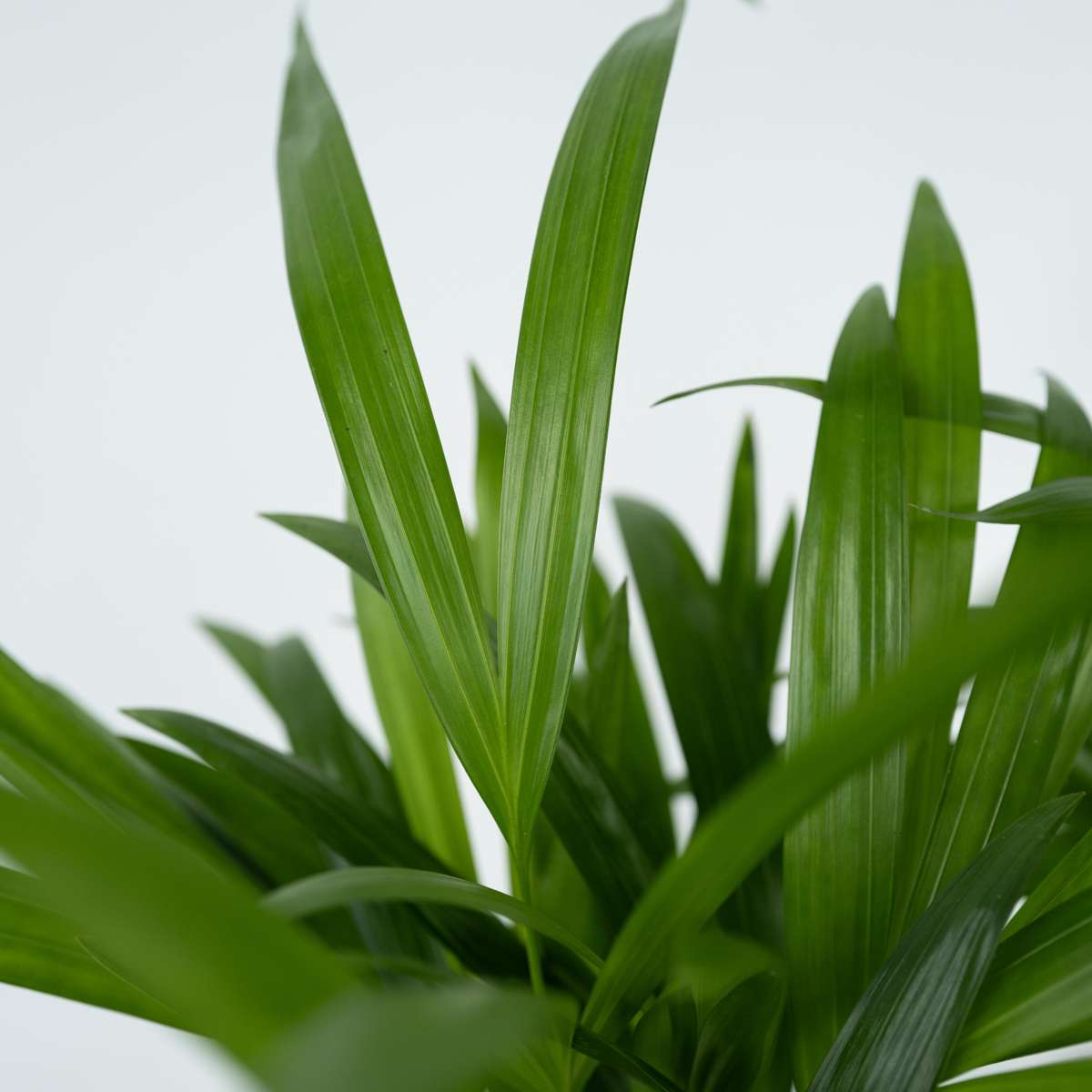 Dypsis Lutescens - Areca - Goudpalm