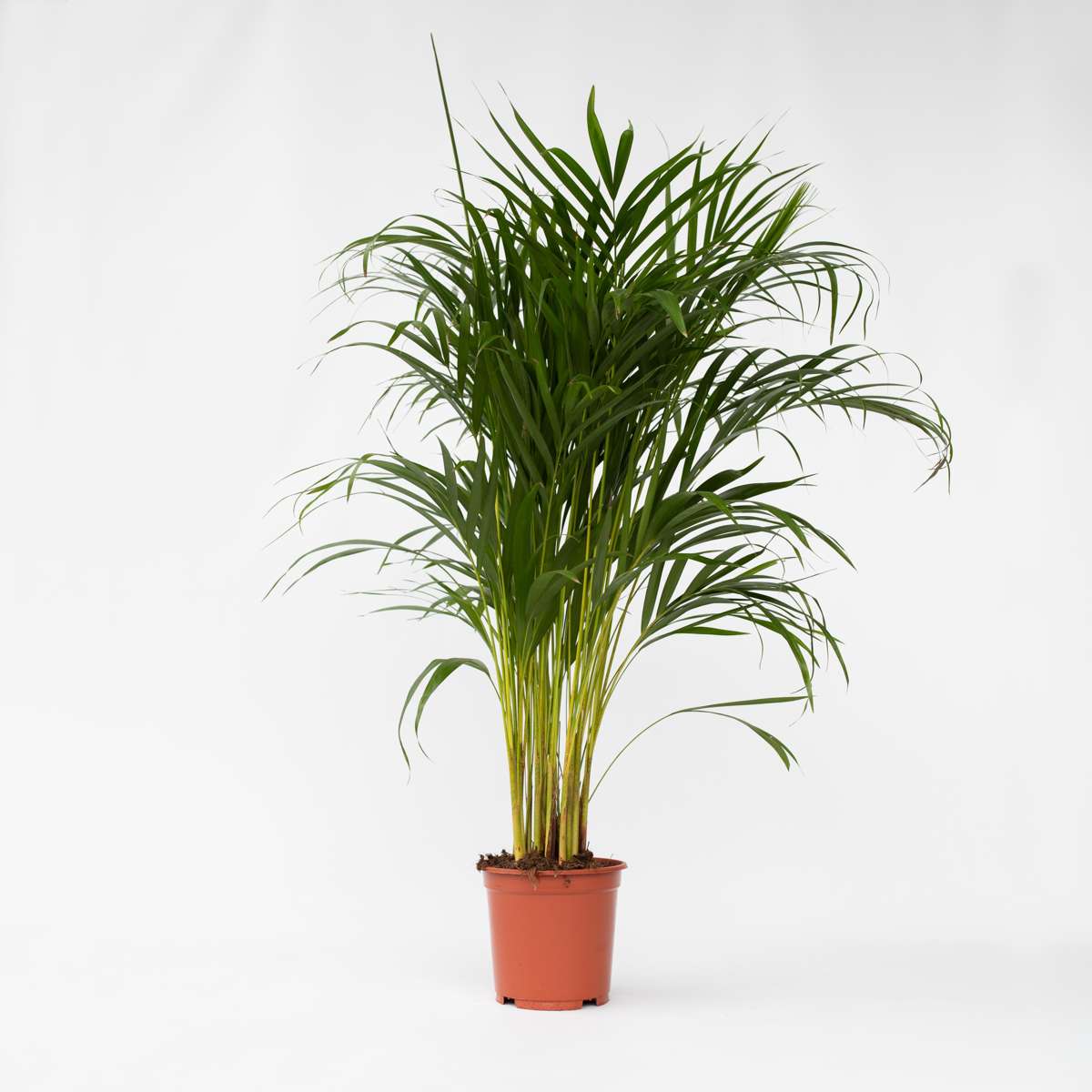 Dypsis Lutescens - Areca - Goudpalm