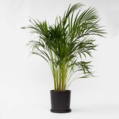 Dypsis Lutescens - Areca - Goudpalm