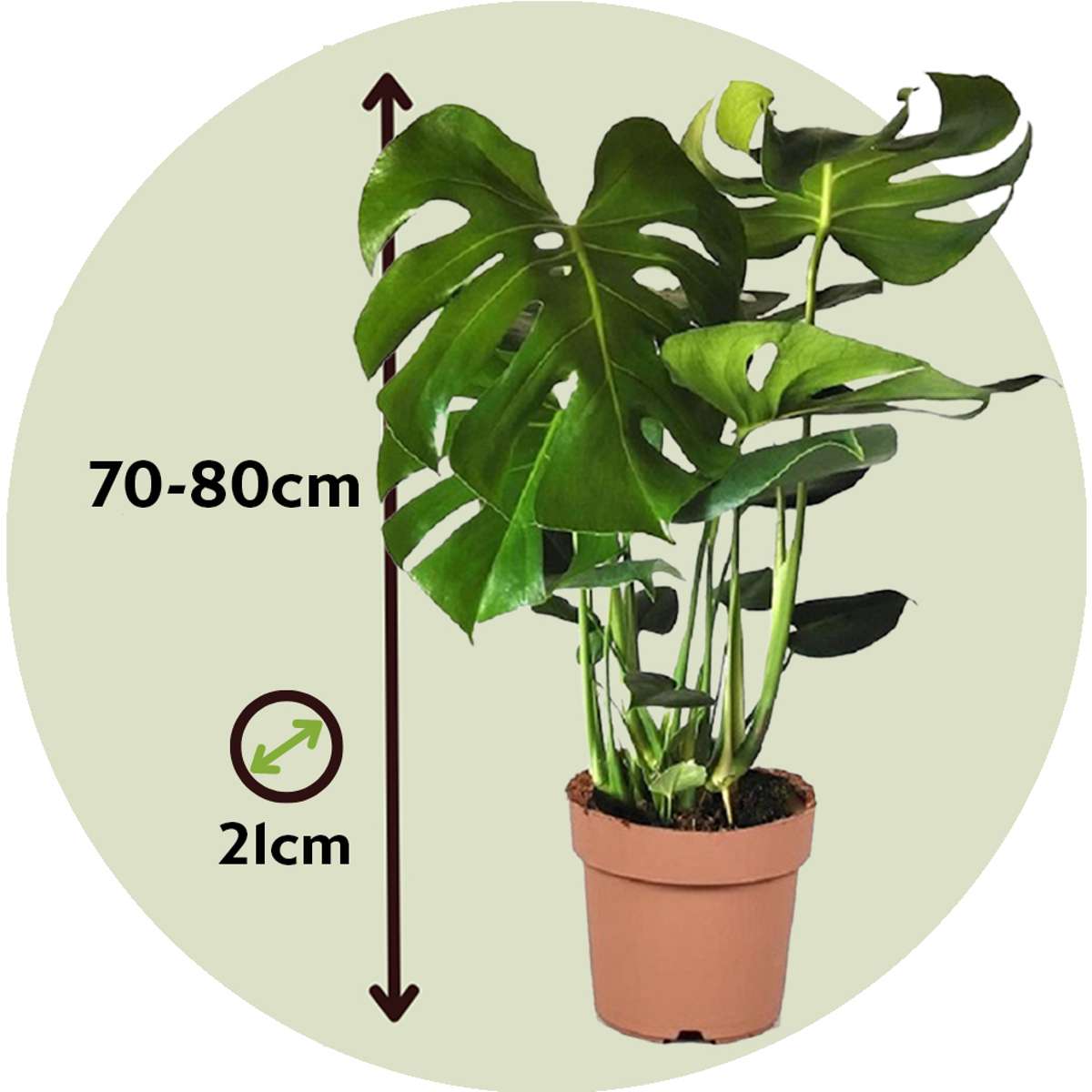Monstera deliciosa XL - Gatenplant