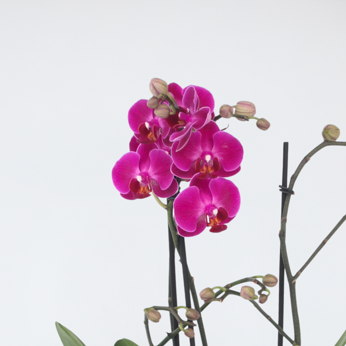 Phalaenopsis Multiflora - Orchidee Paars