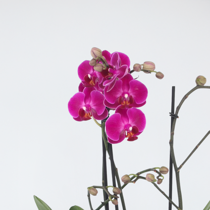 Phalaenopsis Multiflora - Orchidee Paars