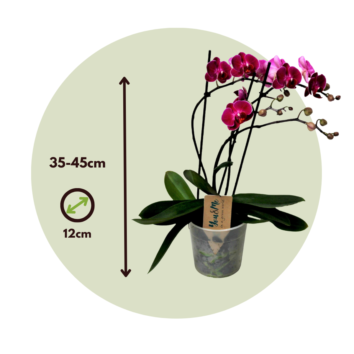 Phalaenopsis Multiflora - Orchidee Paars