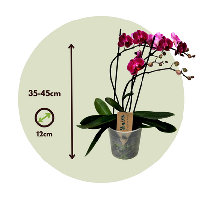 Phalaenopsis Multiflora - Orchidee Paars