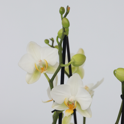Phalaenopsis Multiflora - Orchidee Wit