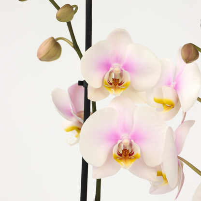 Phalaenopsis - Orchidee Roze