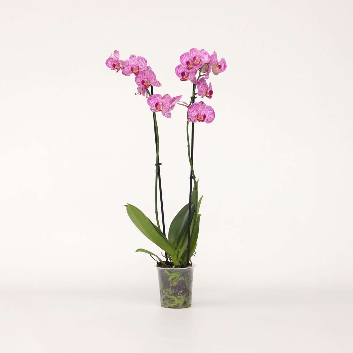 Phalaenopsis - Orchidee Paars