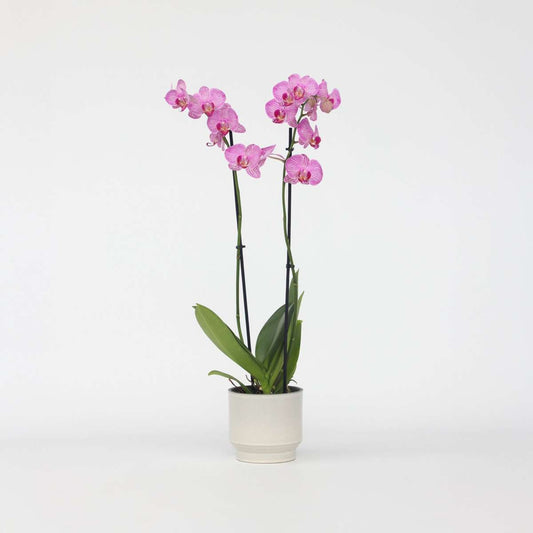 Phalaenopsis - Orchidee Paars