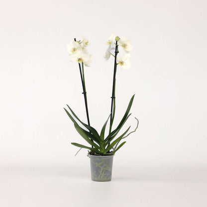 Phalaenopsis - Orchidee Wit